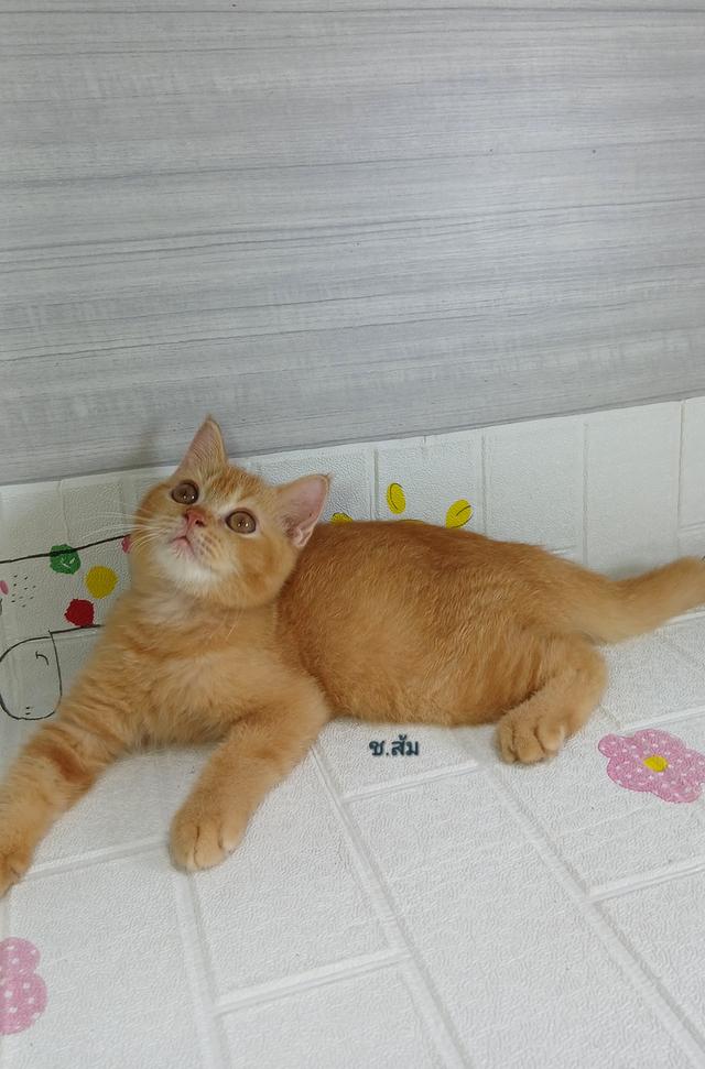 แมวสก้อตติช สีส้ม เพศผู้ วัคซีนแล้วก่อนย้ายตรวจหัดแมวฟรีรับประกันเอดส์แมวกับรูคีเมียคะ