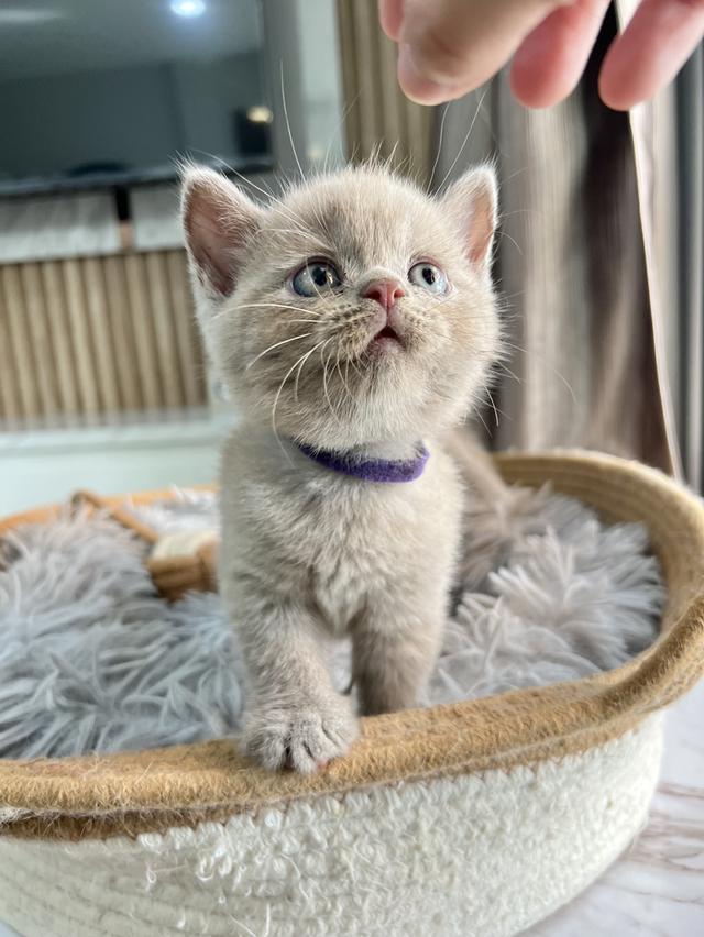 ลูกแมว บริติช ช็อตแฮร์ ใบเพ็ดนอกWCF(British Shorthair)