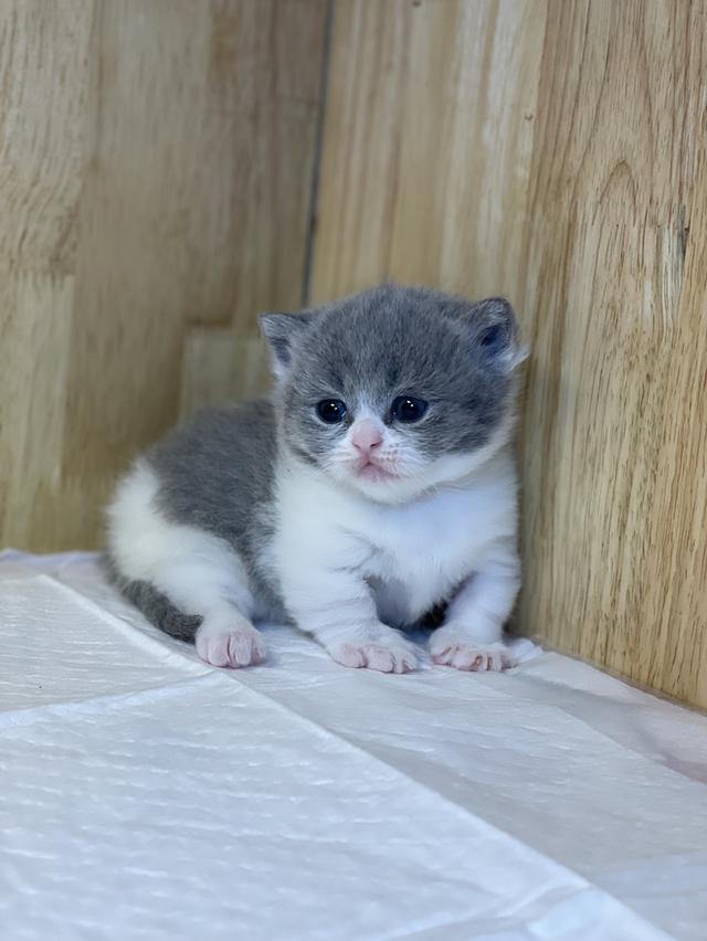 ลูกแมวแมวมันช์กิ้นขาสั้น รูปที่ 5