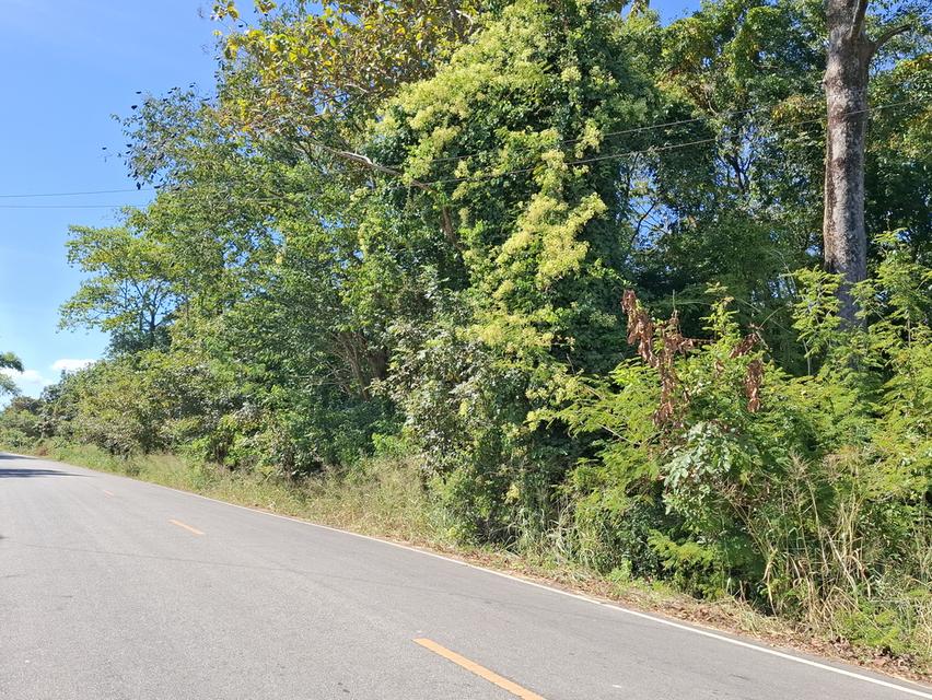 ที่ดิน แปลงเล็ก ติดถนนลาดยาง 4