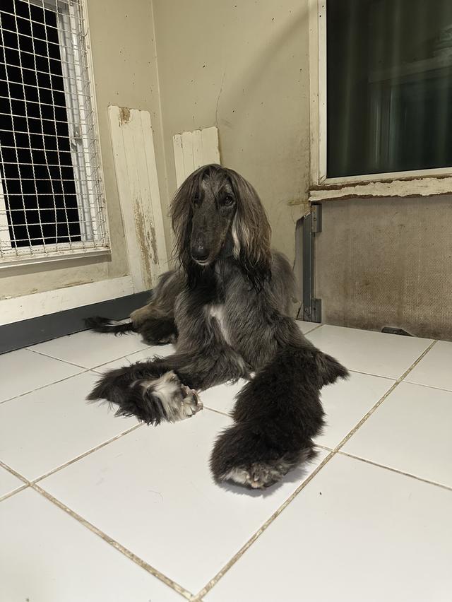 น้องหมาอัฟกันฮาว 5