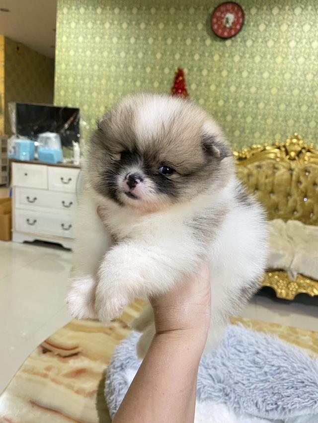 ลูกปอมแท้ แข็งแเรง สุขภาพดี สดใส ขี้เล่น มาดูตัวจริงได้นะคะ รูปที่ 5