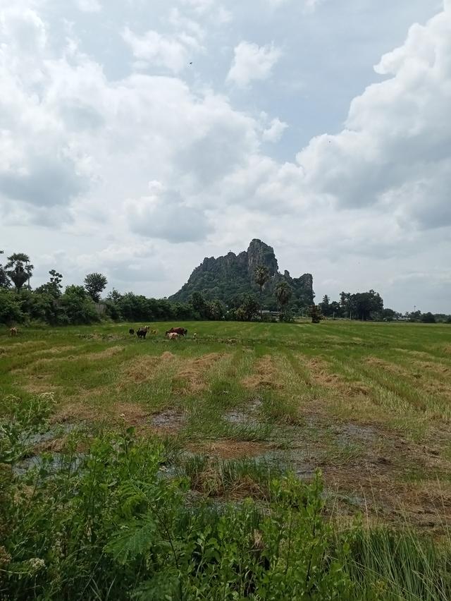 ขายที่ดินเปล่า ชุมชนตลาด  เขาย้อย เพชรบุรี (เหมาะกับลงทุน+เกษตร) 3