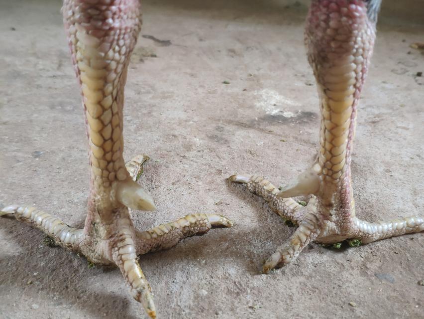 พม่า 6
