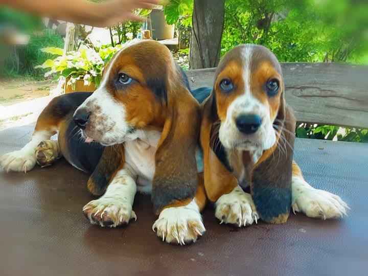 ลูกหมา Basset Hound หูยาว