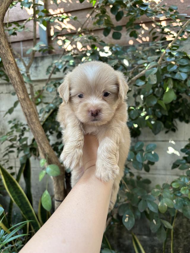 น้องปอมผสมชิสุ เด็กชาย รูปที่ 5