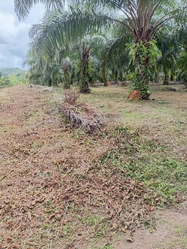 ขายที่ดินพร้อมสวนปาล์ม ทำเลทอง 26 ไร่ 97.1 ตร.ว. อ.เมืองพังงา หลังการยางแห่งประเทศไทย จ.พังงา 5