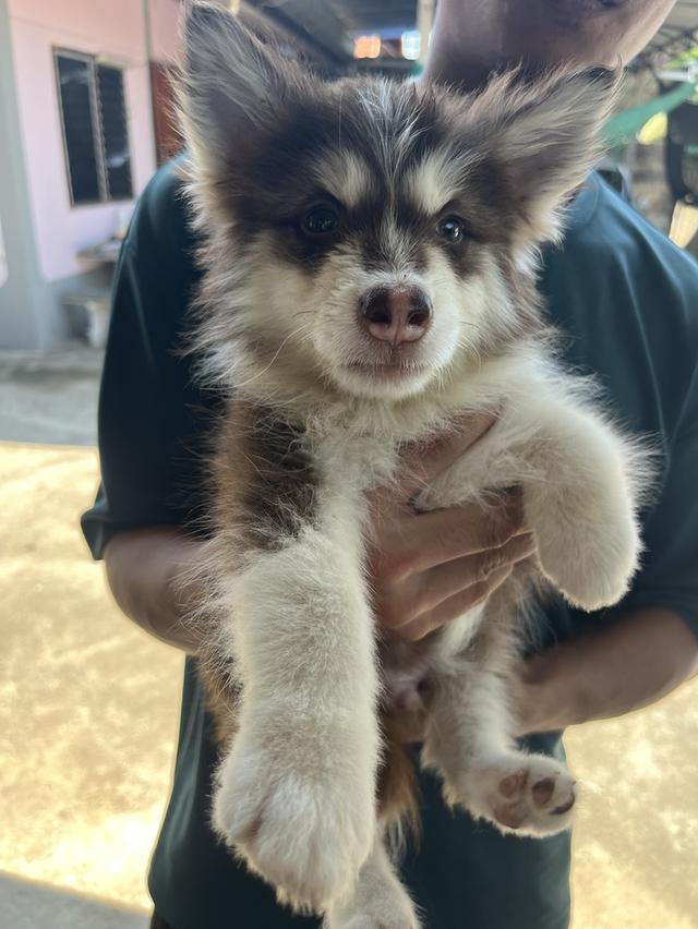 น้องหมา พร้อมย้ายบ้าน. น้องหลุดจองค่ะ