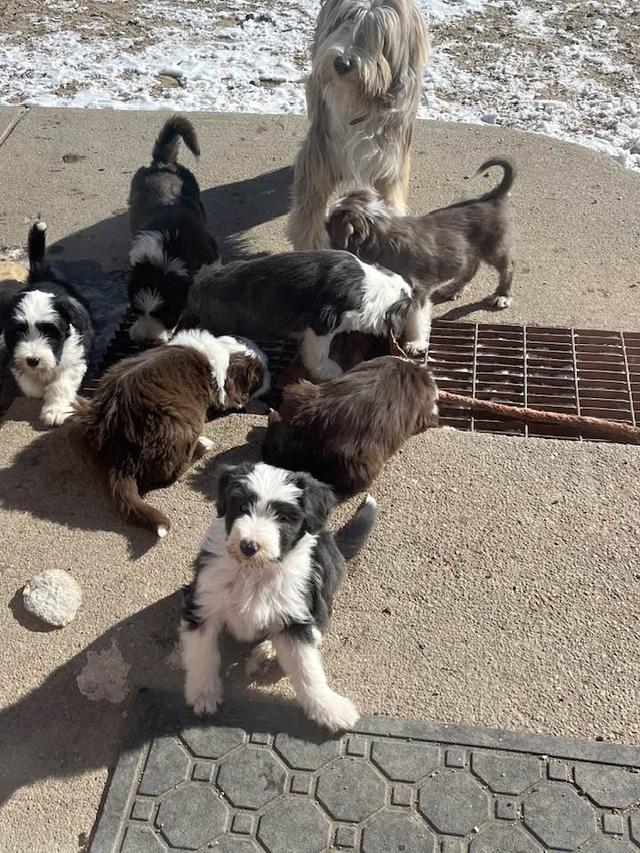 Bearded Collie Puppies  WhatsApp me : +66 63 826 3042