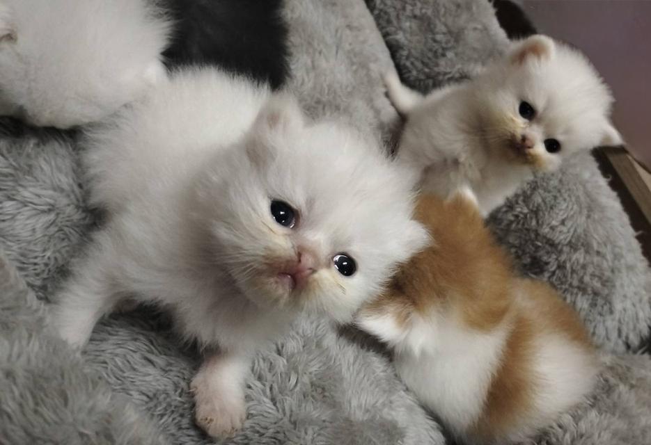 เปิดจอง เด็กๆอายุ 2 สัปดาห์ เปิดกล้องดูก่อนได้ค่ะ 9