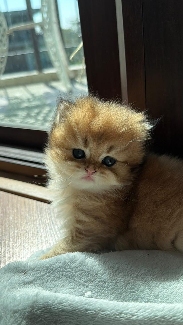 British Longhair Kitten 2
