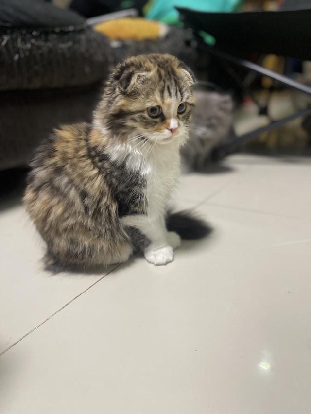 แมวสามสีนำโชค(หญิง3เดือน)เกิด9/9/68 3