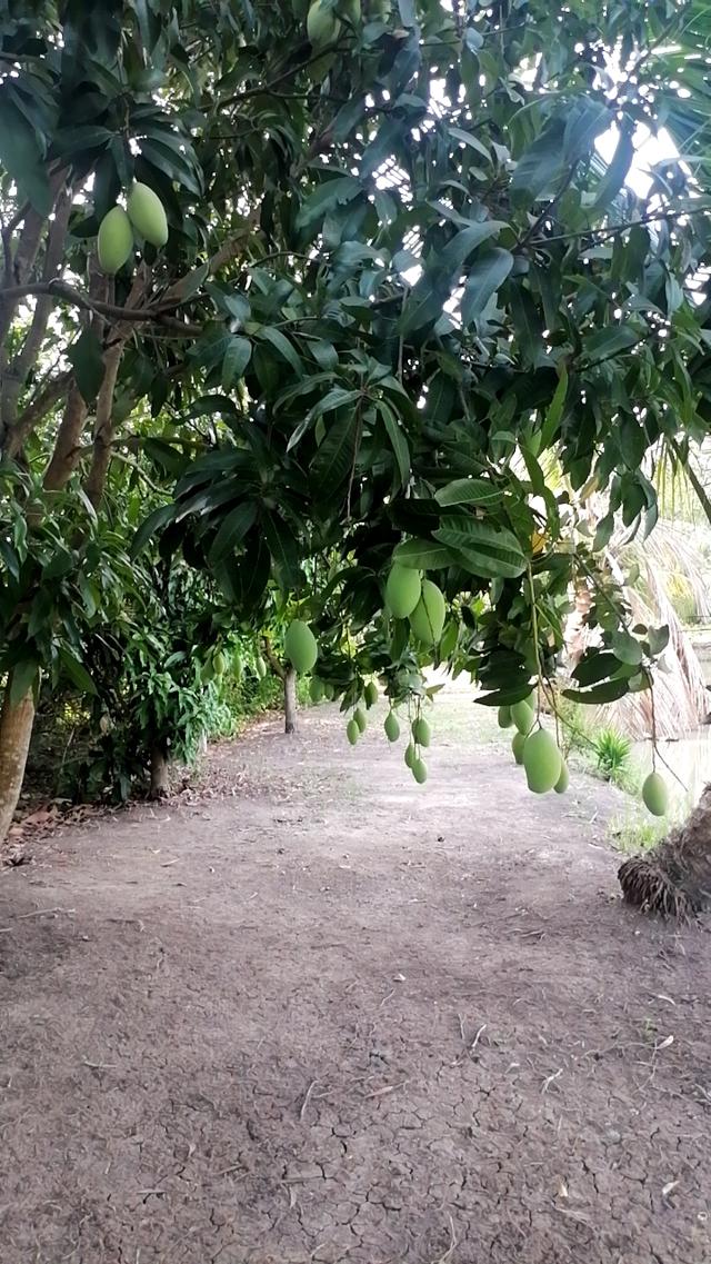 ที่ดินสวยบรรยากาศ​ดีใกล้กรุงเทพ​ เดินทางสะดวก​ 8