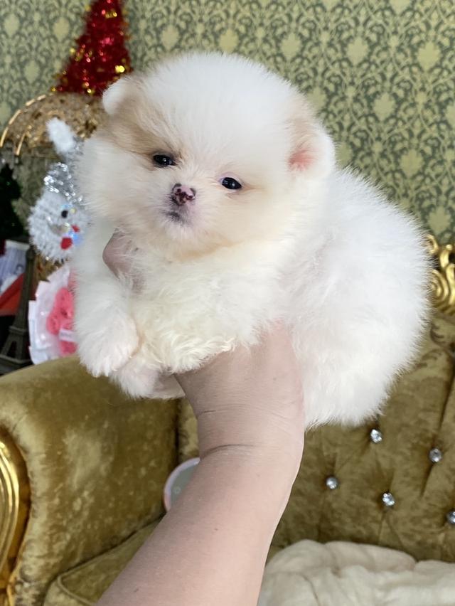 ลูกปอมแท้ มึหลายตัว น่ารัก ขี้เล่น สีสวย อ้วนกลมหมี ติดคนมากๆ