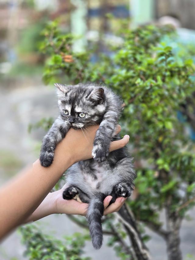 ส ก็ อ ต ติ ช โฟ ล ด์ รูปที่ 2