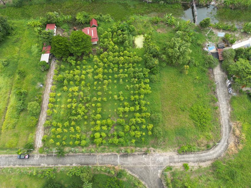 ที่ดินสวยผังสีเขียว 2 ไร่ หนองจอก กรุงเทพฯ ติดคลอง บรรยากาศดี 7