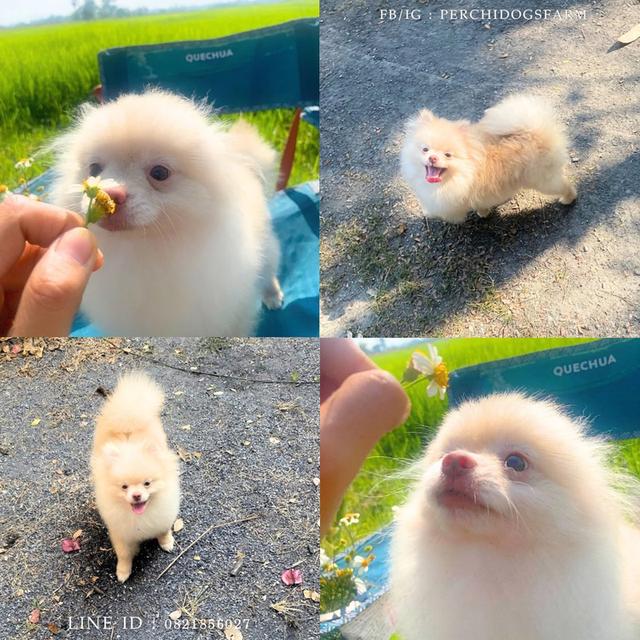 ลูกหมา ปอม ชาย พร้อมย้าย