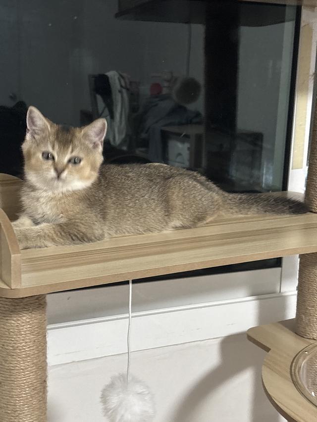 แมว British shorthair ชาย รูปที่ 6