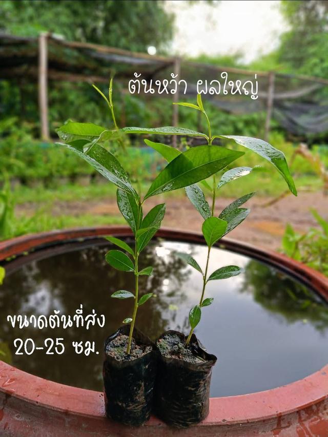 ต้นลูกหว้า ผลใหญ่ (3 ต้น)