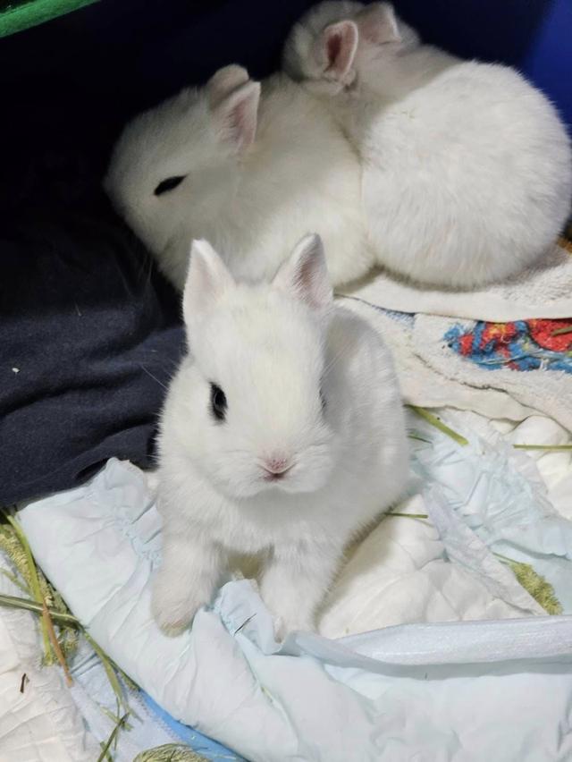 Dwarf Hotot น้องกำลังรอมามี้มาพากลับบ้านนะคะ 2