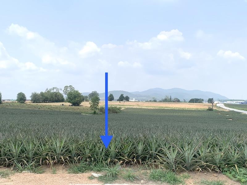 ขายที่ดินศรีราชาพื้นที่สีม่วงลาย เนื้อที่ 48-2-31ไร่ ตรงข้ามนิคมอุตสาหกรรมโรจนะ ชลบุรี2 ที่ดินเหมาะพัฒนาอุตสาหกรรม ที่ตั้งตำบลเขาคันทรง อำเภอศรีราชา 6