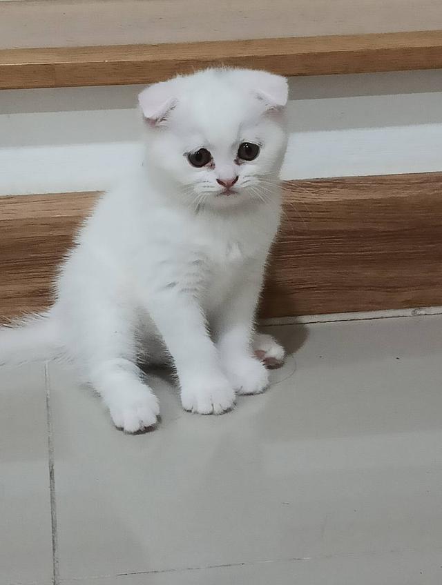 อาหมวยขนฟูตัวกลม