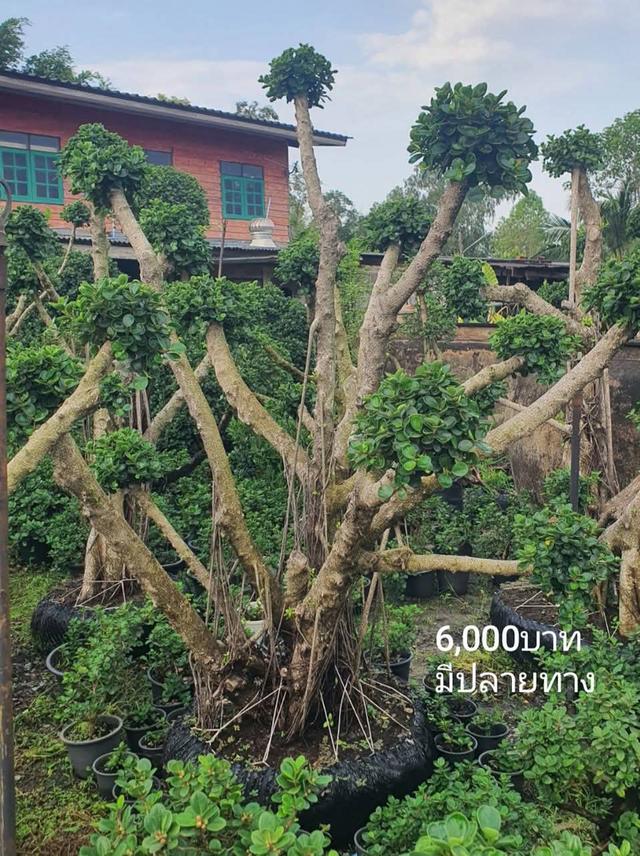 ไทรต่อยอดช้อนเงินช้อนทอง