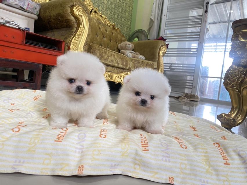 ลูกปอมแท้ พร้อมย้ายบ้าน สีขาวสำลี อ้วนกลมหมี เตี้ยสั้น