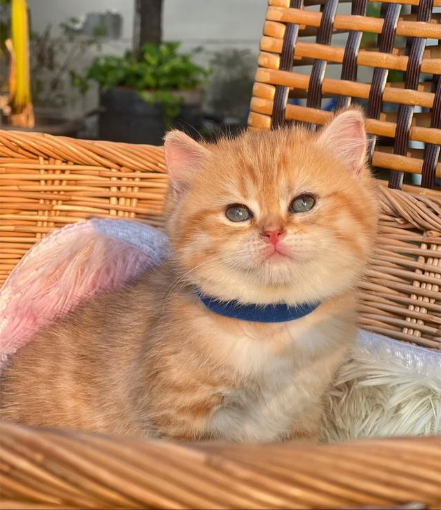 ดช.บริติช ช็อตแฮร์(ny)