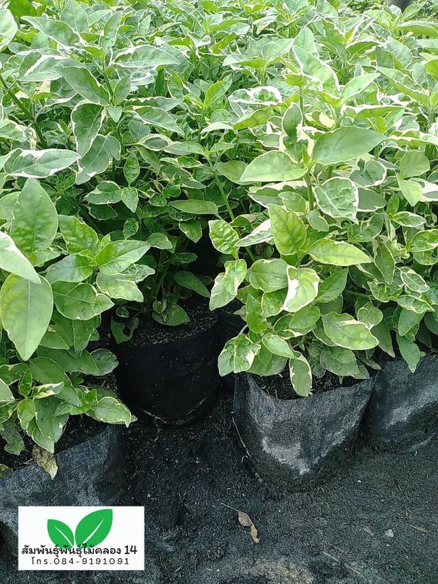 บุษบาด่าง บุษบาฮาวายด่าง