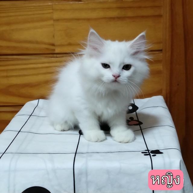 ลูกแมวเปอร์เซียลพบุรี รูปที่ 9