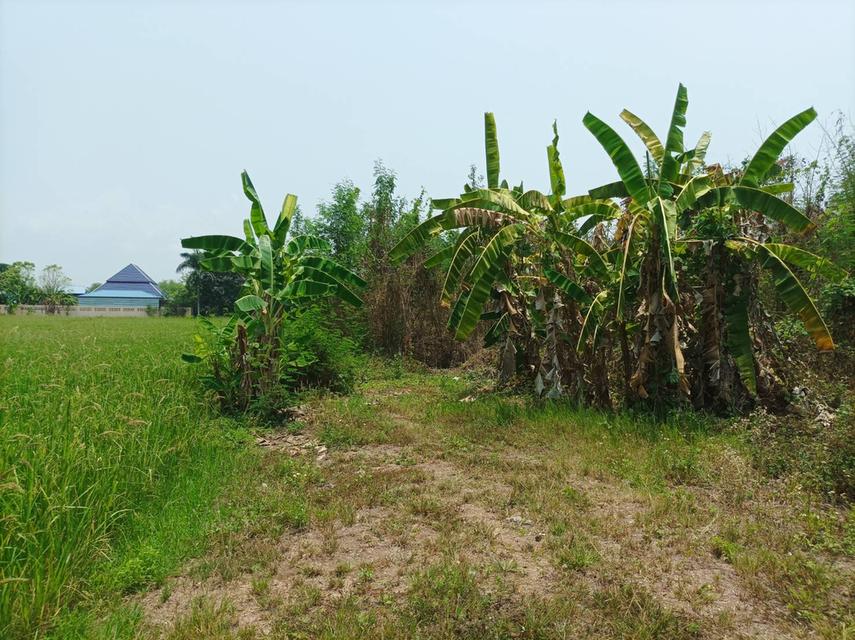 ขายที่ดิน 11ไร่95ตร.ว. ต.ป่าป้อง อ.ดอยสะเก็ด จ.เชียงใหม่ 8