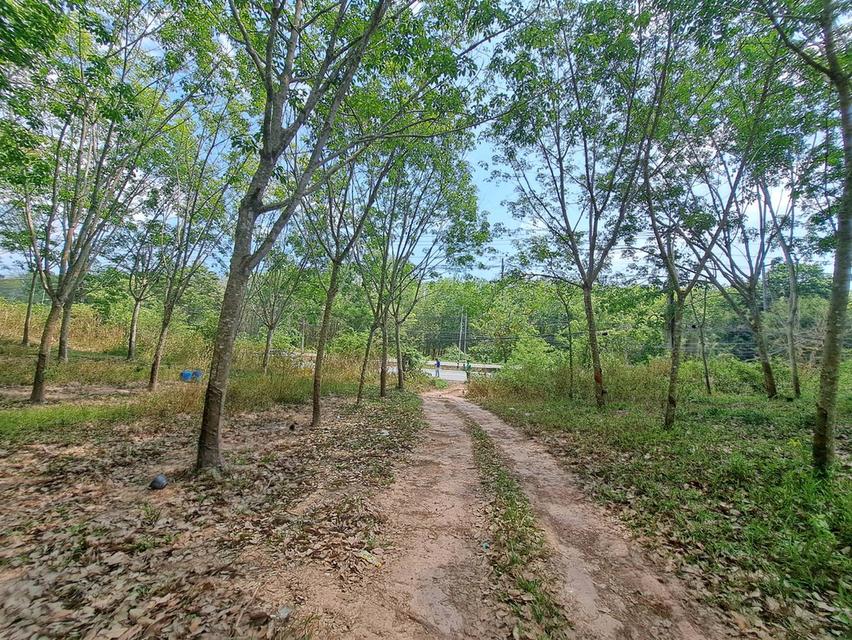 ขายที่ดินระยอง ใกล้แยกกะเฉด ที่ดินอยู่ติดถนนสุขุมวิท เป็นถนน4เลน มีที่ดิน 2 แปลงติดกันเนื้อที่ 34-69 ไร่ ใกล้แยกที่เลี้ยวไปสวนพฤกษศาสตร์ระยอง 5