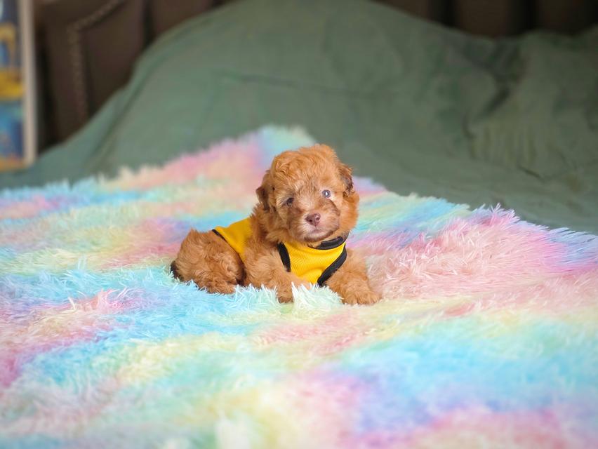 พุดเดิ้ลทอยแท้เพศเมีย รูปย่อยที่ 3