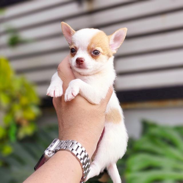 น้องเลโก้Chihuahuaขนสั้นหนุ่มน้อยสุดหล่อ 2