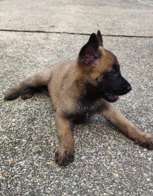 ขาย Belgian Malinois ตัวเล็ก