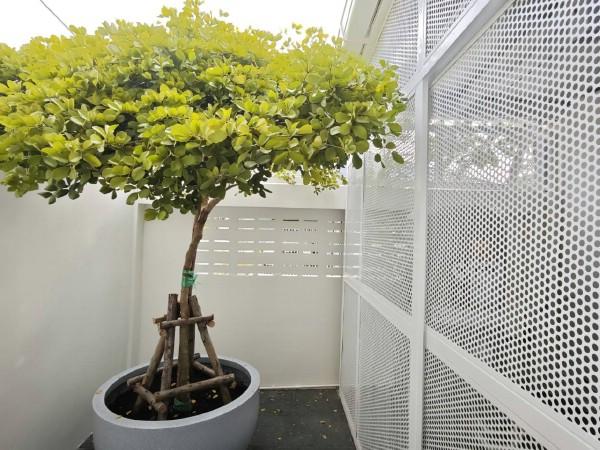 ขายหรือให้เช่าทาวน์เฮ้าส์ย่านโชคชัยสี่ พื้นที่ใช้สอย 95 ตรม. บนพื้นที่ 19 ตรว. ลาดพร้าว จำนวน 2 ชั้น หลังมุมรีโนเวทใหม่ 13