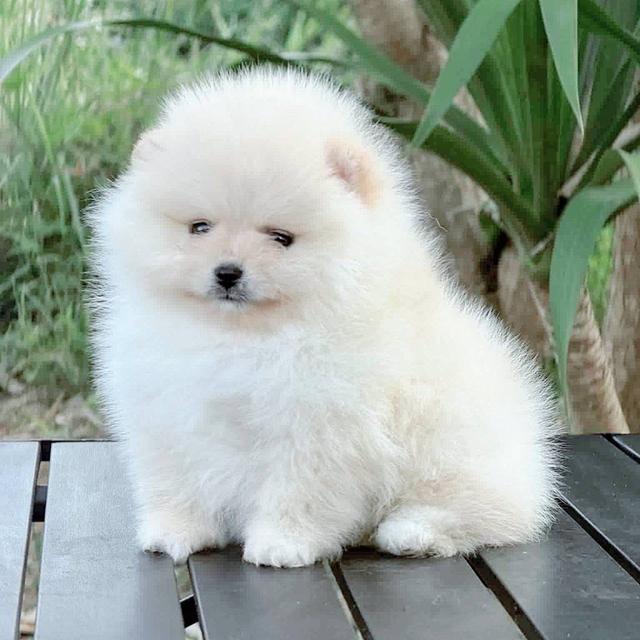 ปอมเมอเรเนียนแท้ สีขาว เพศผู้ พิกัดรามอินทรา 4