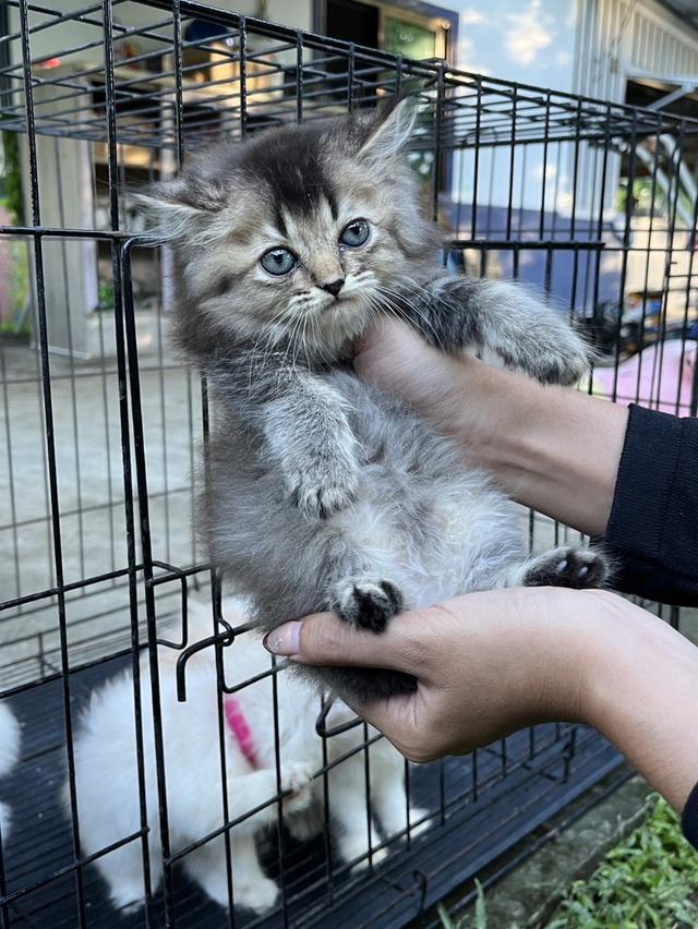 แมวเปอร์เซีย เพชรบุรี 3