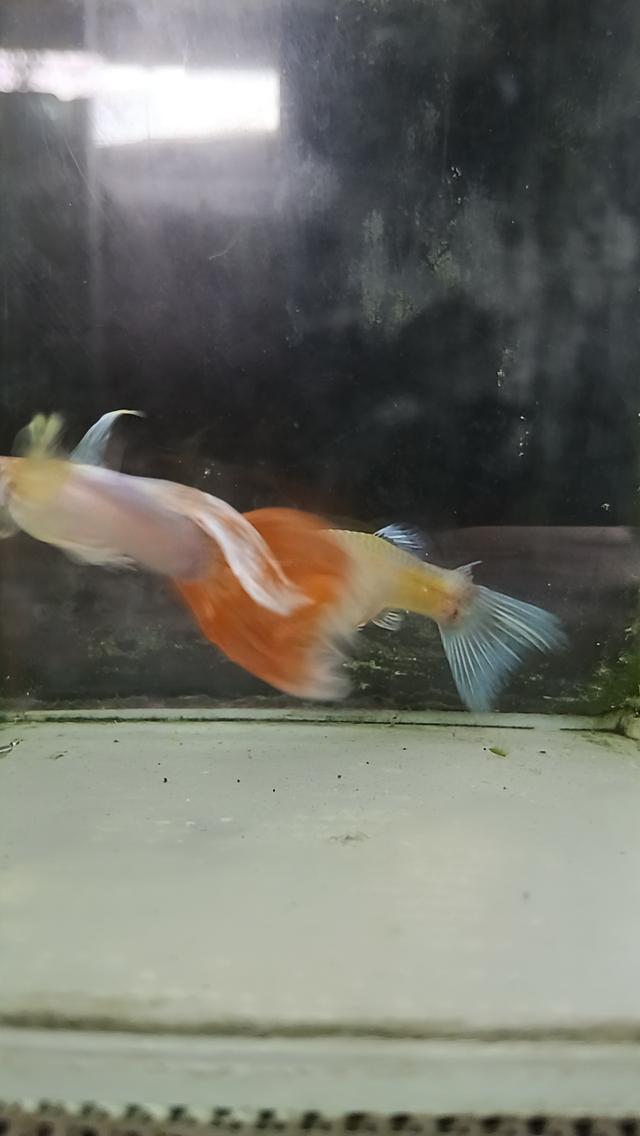 หางนกยูงตาแดงคู่ละ80บาท รูปที่ 9