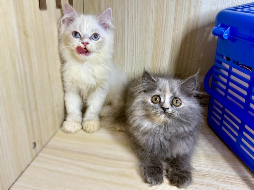 เปอร์เซีย