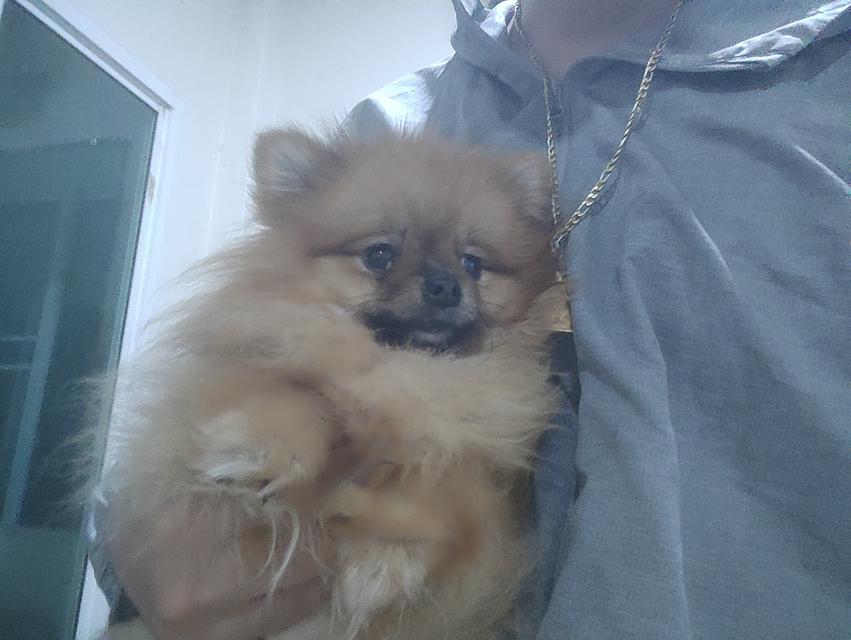 ด่วน!!!ขายลูกปอม 11 เดือนสายเลือดดีมาก ราคา 16,000  2