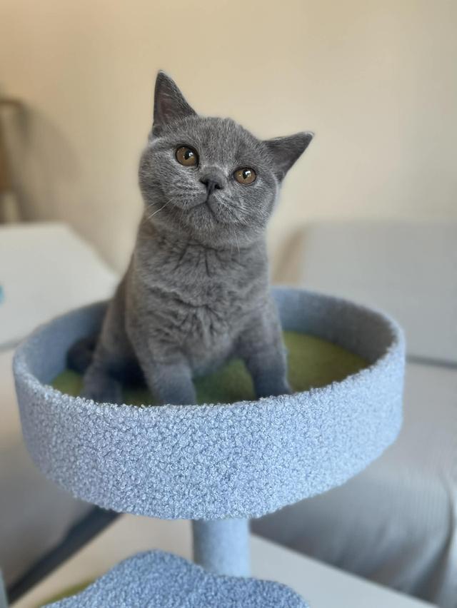 British Shorthair พร้อมใบ WCF ดช รูปที่ 2