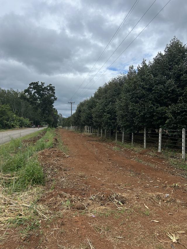 ขายสวนทุเรียน ชำฆ้อ หมู่5 เขาชะเมา 8