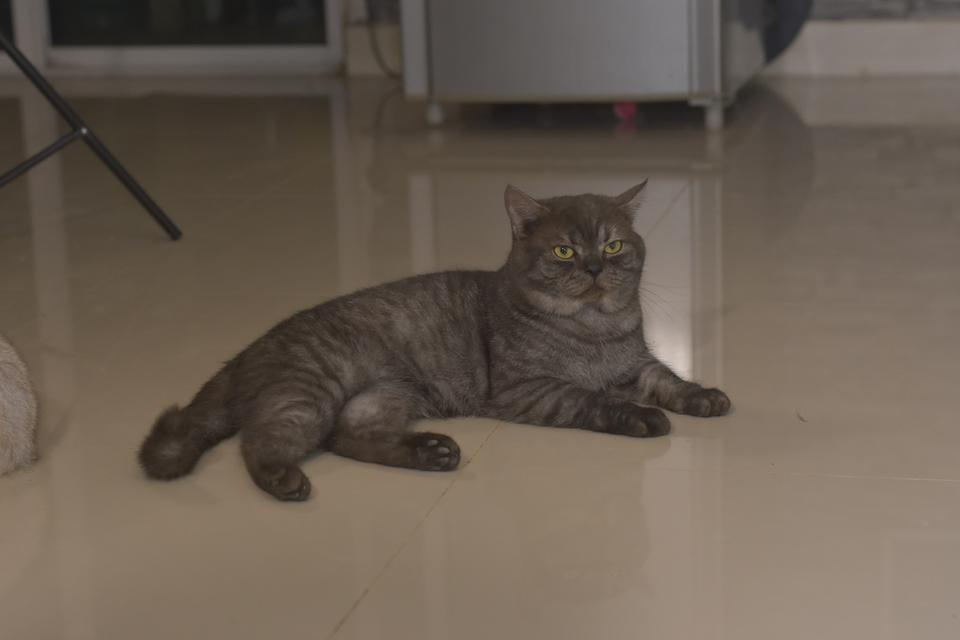 พ่อพันธุ์แมวสก็อตติส 7