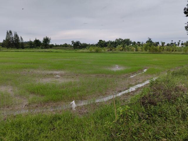 ขายที่ดิน ทำเลดี ติดถนน  ต.เกาะพลับพลา อ.เมือง  จ.ราชบุรี 4