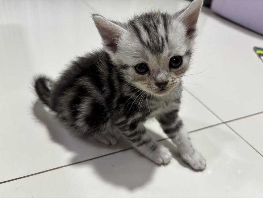 ลูกแมวพันธุ์ American Shorthair