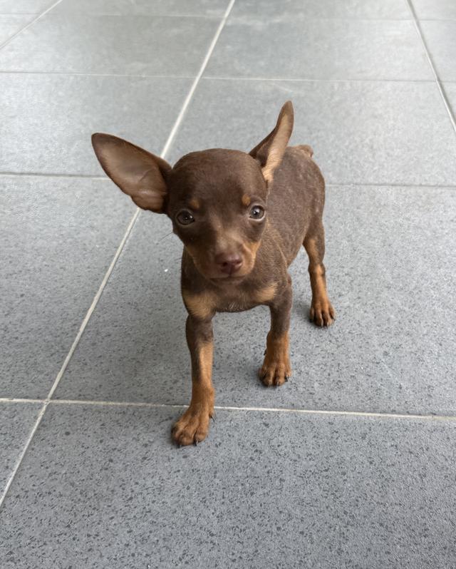 ลูกสุนัขพันธุ์มิเนเจอร์ (Miniature Dogs) 12
