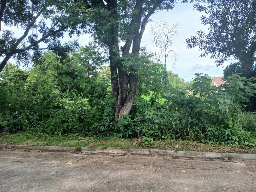 ขายที่ดินวิวสวยๆแปลงหัวมุม ถนนรอบ 4 ด้านโซนตรงกลาง ในหมู่บ้านสวนนนทรีย์แยกรวมโชค แบ่งแยกโฉนดเรียบร้อบแล้วพร้อมสร้างบ้าน 7