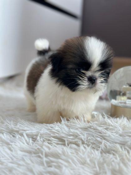 ชิสุ Shih Tzu แท้ 5